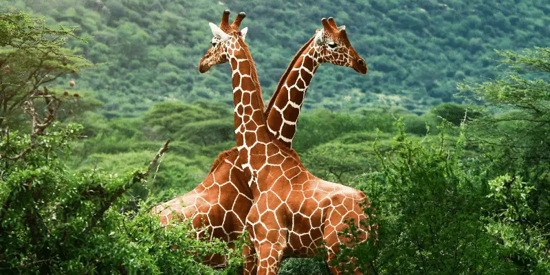 African Giraffe Names