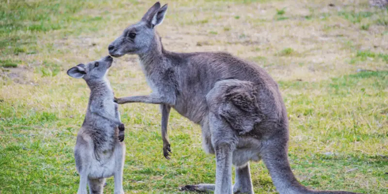 Baby Kangaroo Names