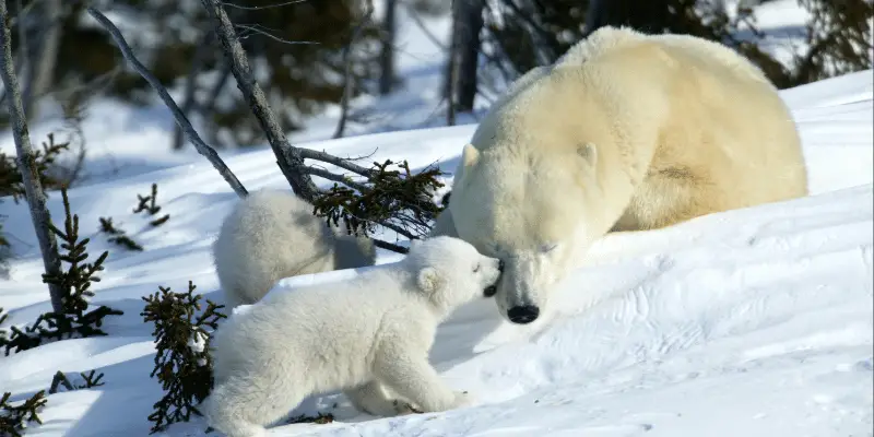 Baby Polar Bear Names
