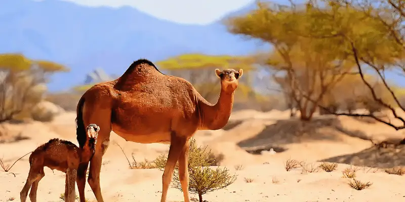 Camel Names