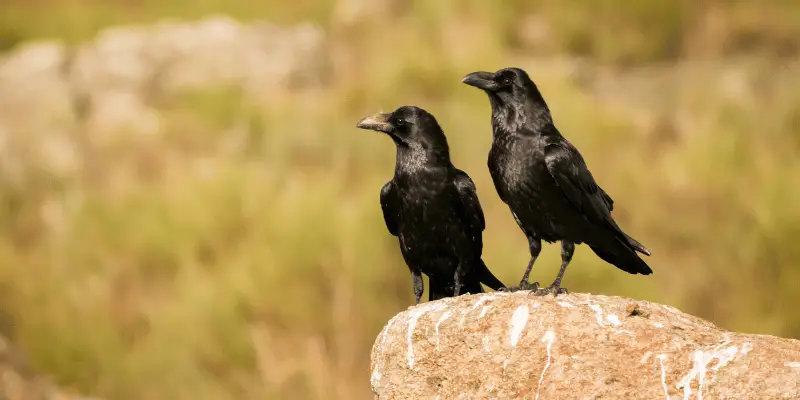 Female Crow Names