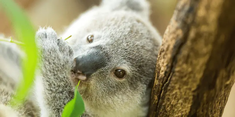 Cute Koala Names