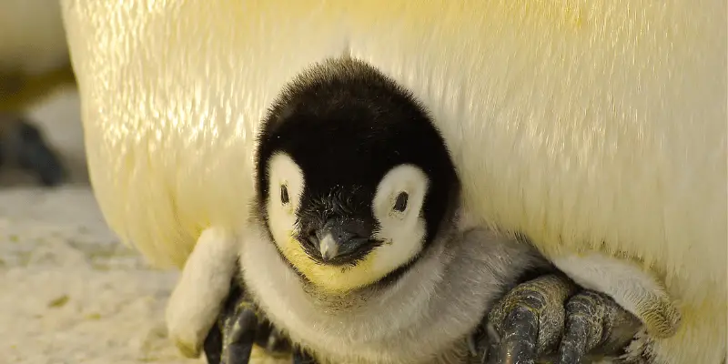 Cute Penguin Baby Names