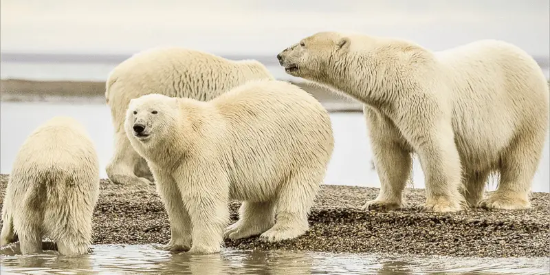 Best Polar Bear Names