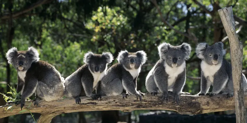 Famous  Koala Names