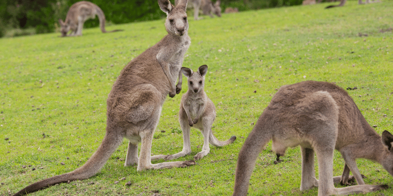 Female  Kangaroo Names