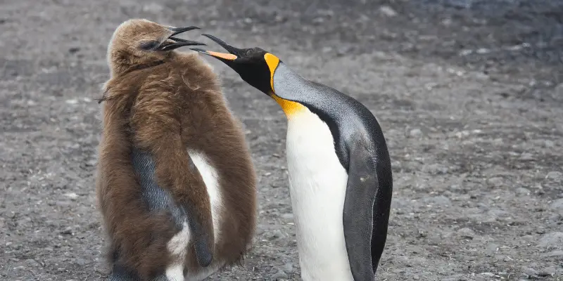 Female Penguin Names