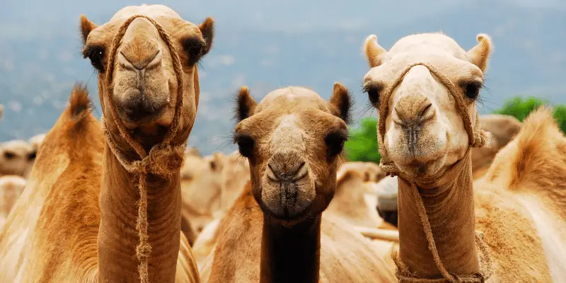 Female Camel Names