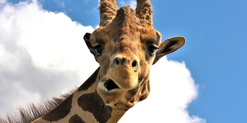 Funny Giraffe Names