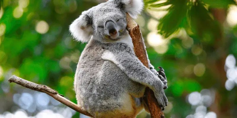 Koala Names