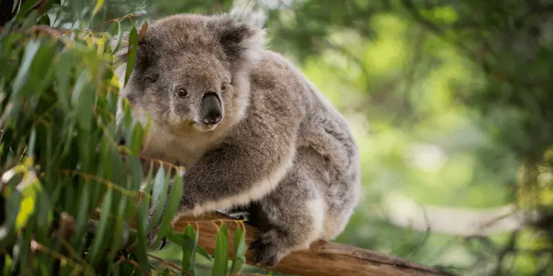 Male  Koala Names