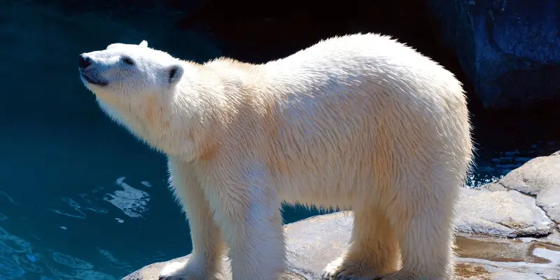 Polar Bear Names