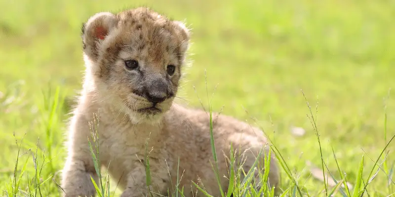 baby Lion Names