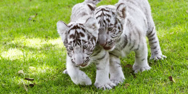 Baby Tiger Names