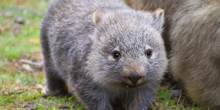 150+ Cute And Funny Wombat Names (2023)