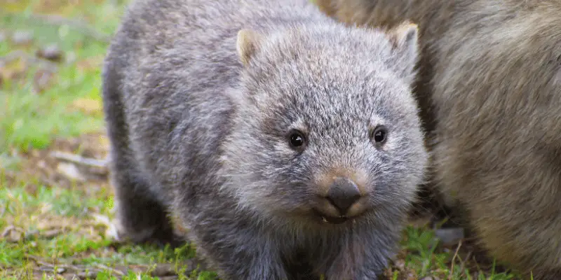 Baby Wombat Names