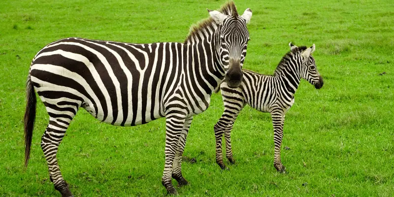 Baby Zebra Names