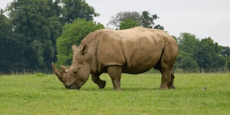 Best Rhino Names
