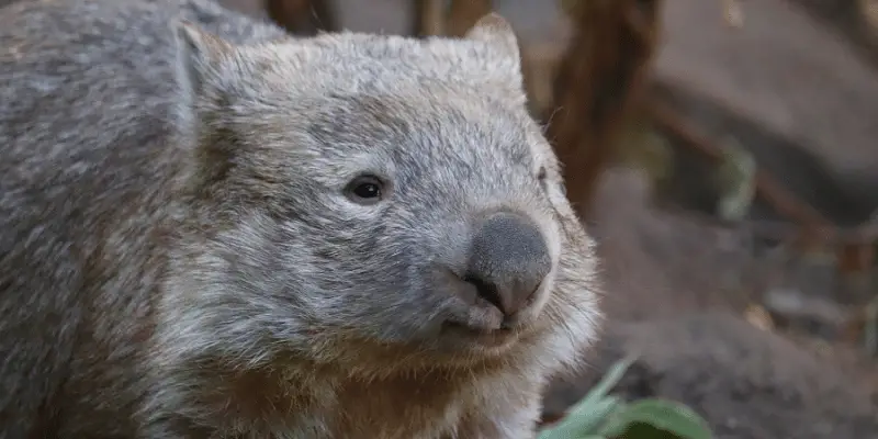 Best Wombat Names