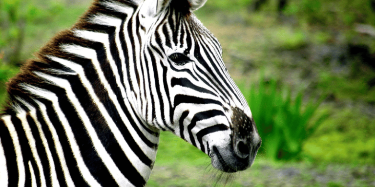 Best Zebra Names 768x384 