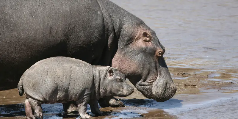 Cute Baby Hippo Names