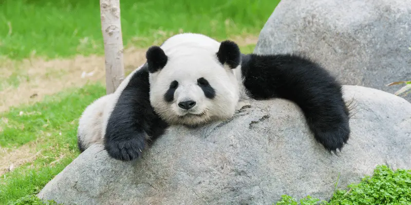 Cute Panda Names