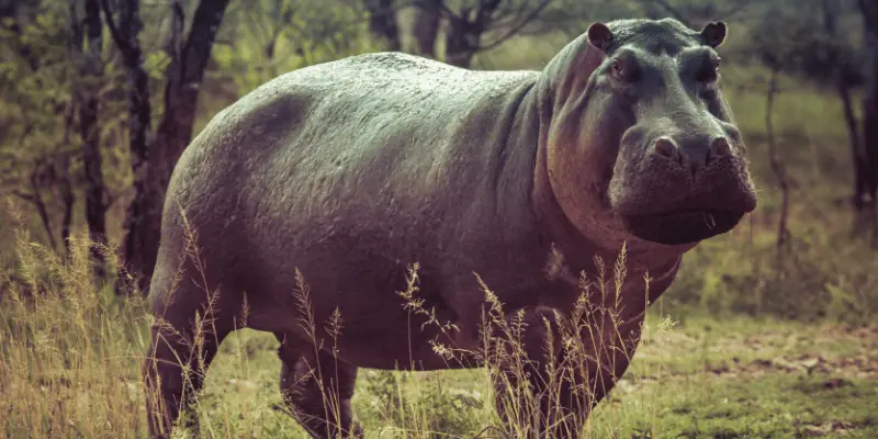 Facts About Hippo