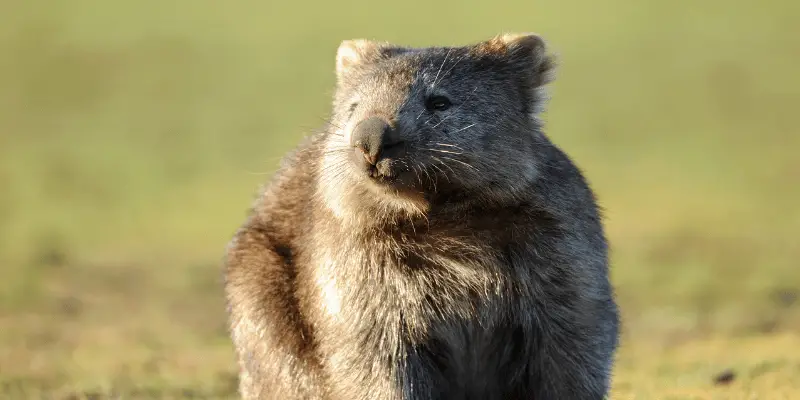 Funny Wombat Names