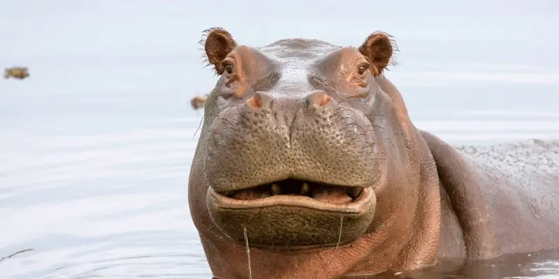 Hippo Names