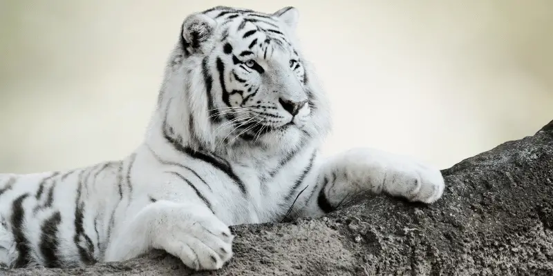 White Tiger Names