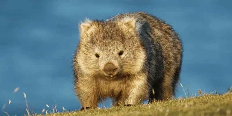 Wombat Names