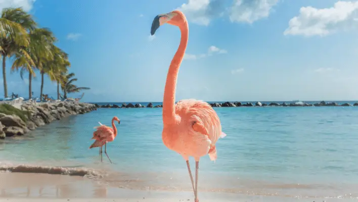 Male Flamingo Names