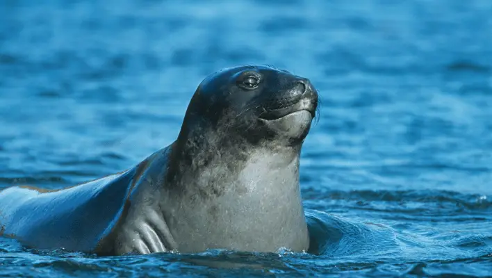 Male Seal Names